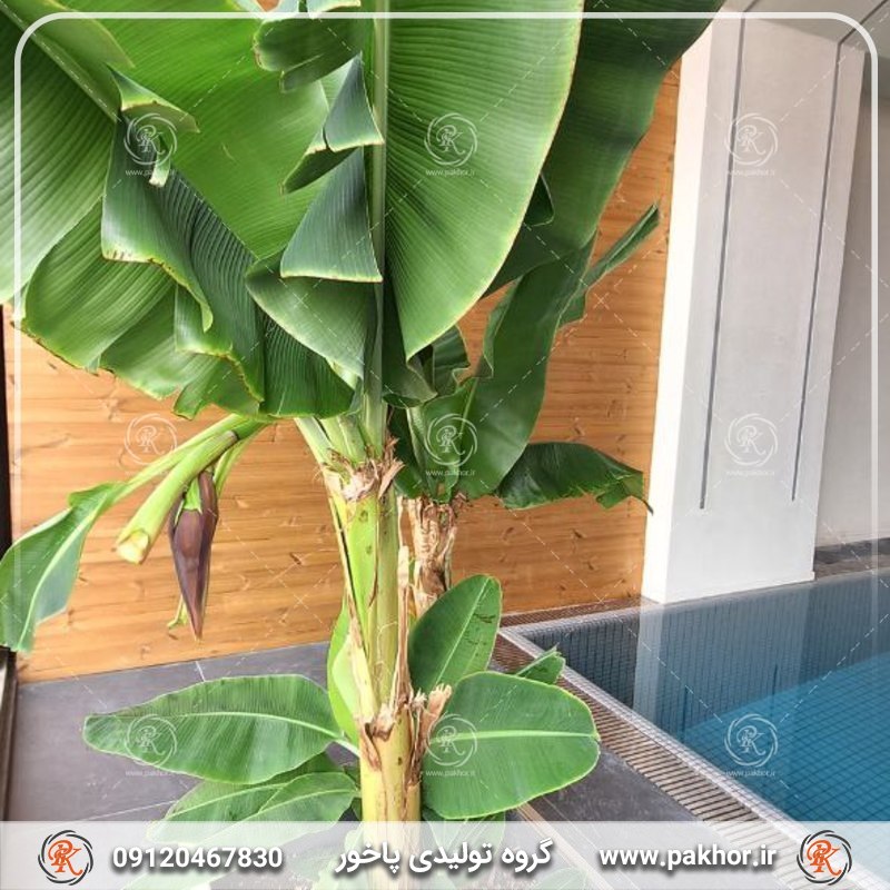 پادری مناسب برای مناطق بارانی: M2 یا M6؟