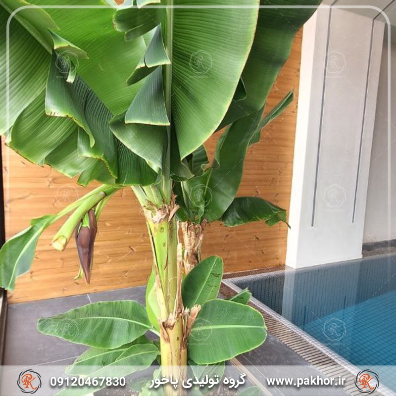 پادری محیط های مرطوب پادری محیط های مرطوب